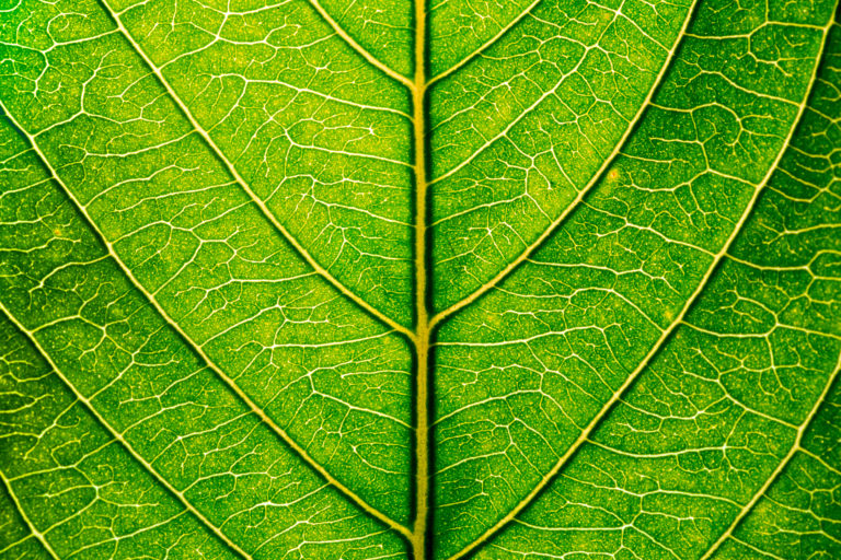 Webinar Recording | What’s Next for Sustainability and Climate Policy?
