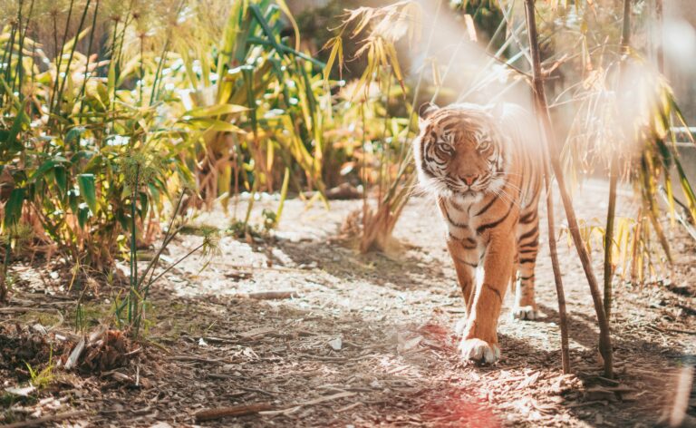 Information society In Hong Kong and Other Asian ‘Tiger’ Economies