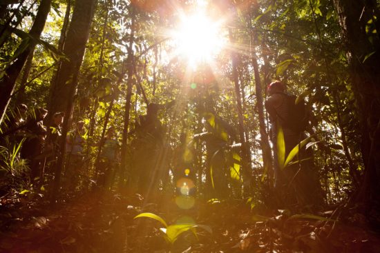 Tropical forests: Can profit and protection go hand in hand?