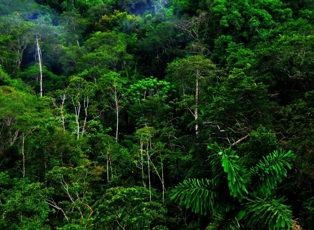 Highlighting the need for urgent action on deforestation
